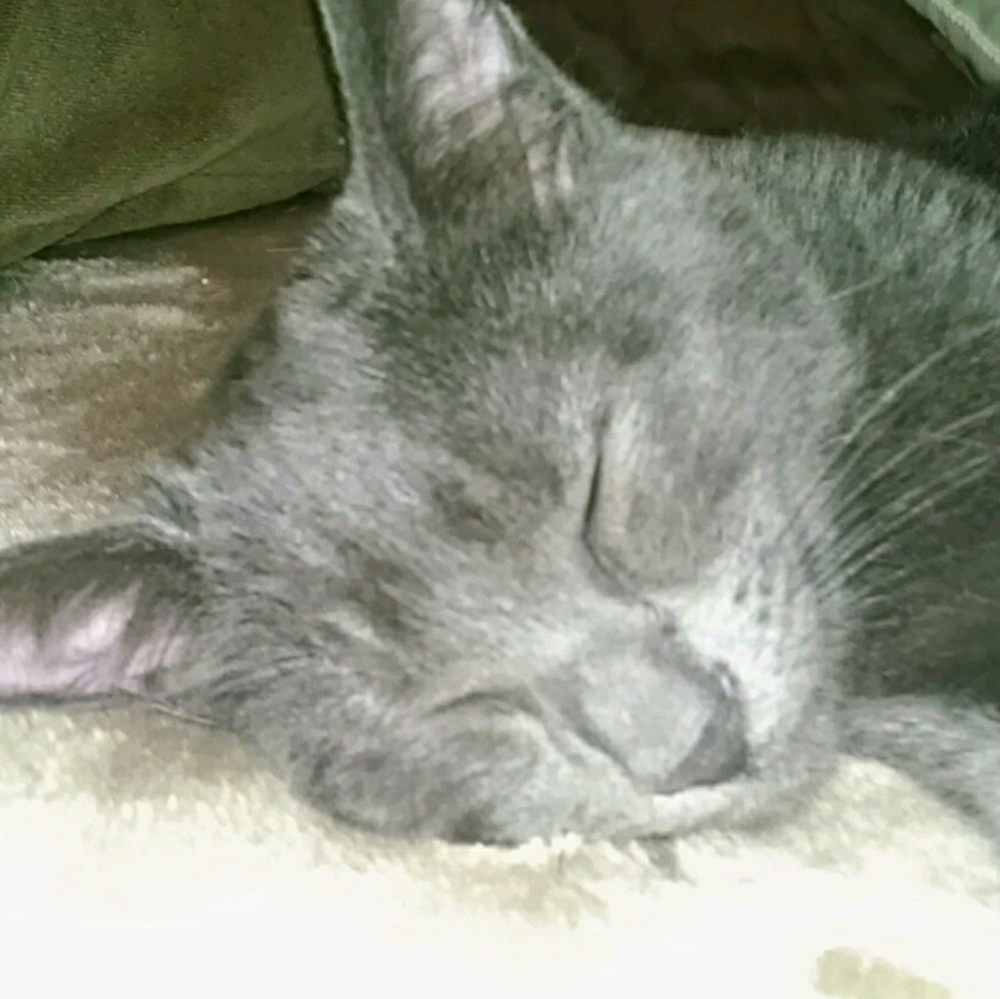 Meet your Posher, Jayme